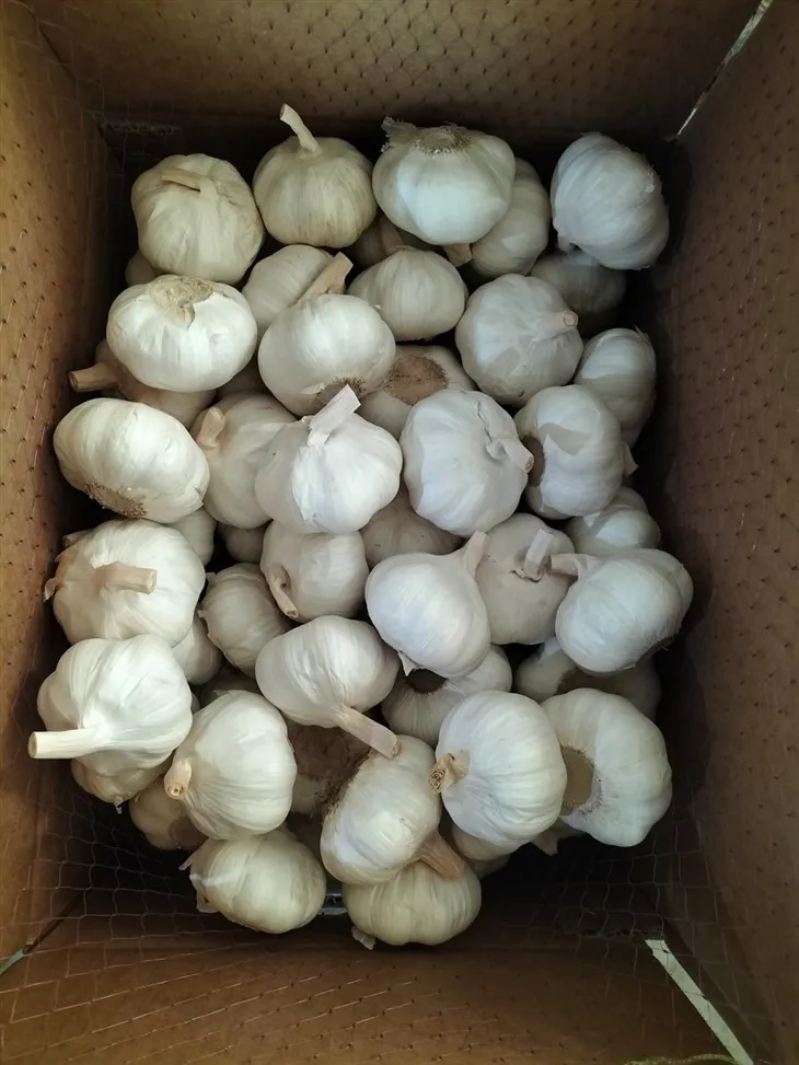 Fine Processed Garlic