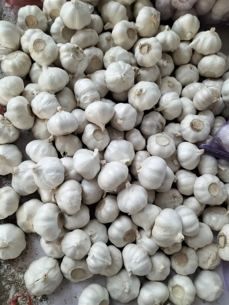 Mesh Pocket Garlic 5p