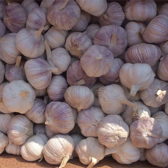20kg Bulk Garlic