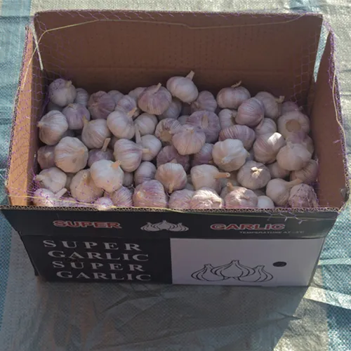 5kg Bulk Garlic