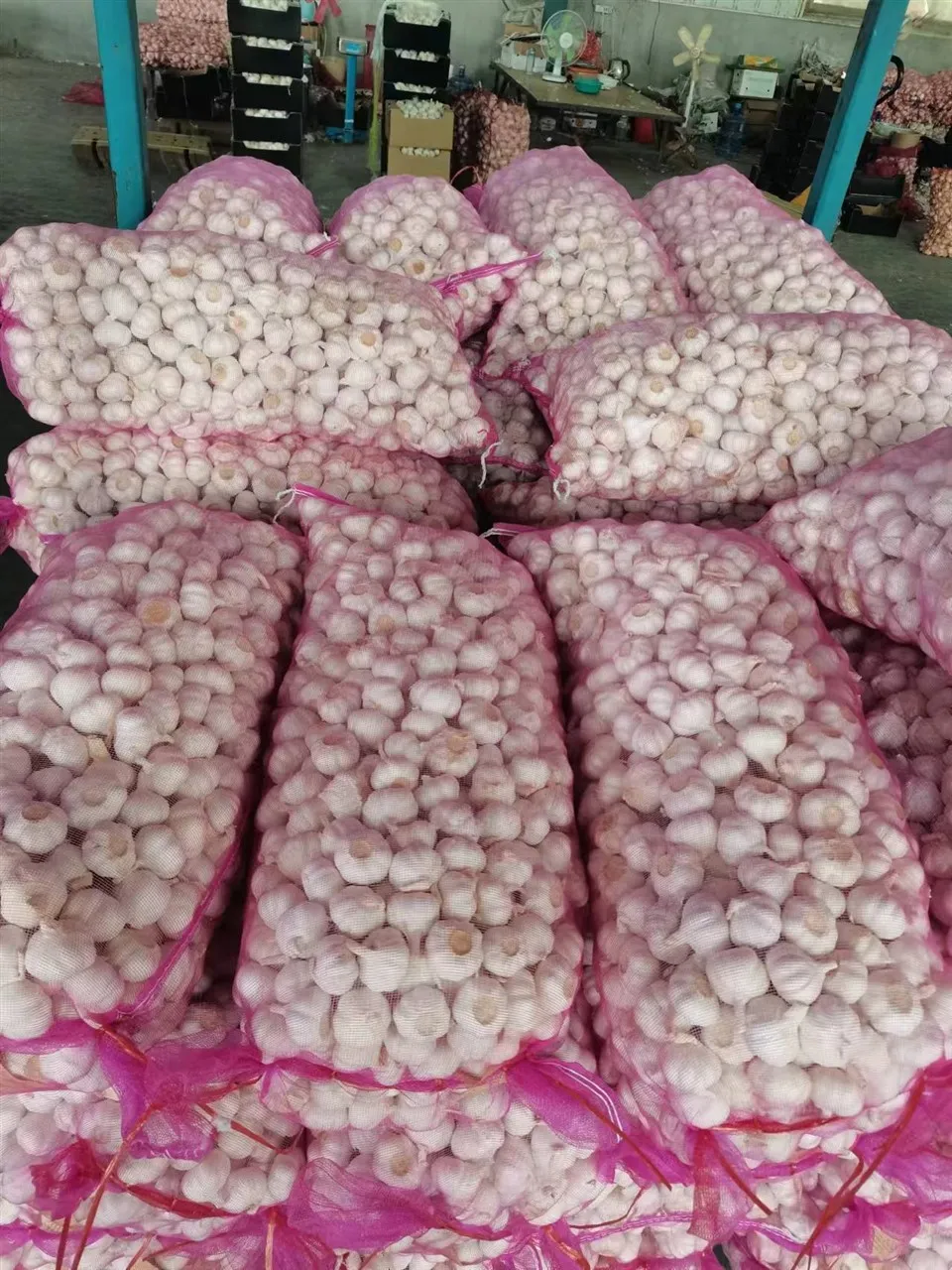 High-quality Fresh Garlic