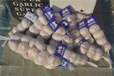 Aglio selvatico fresco