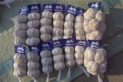 Aglio appena raccolto