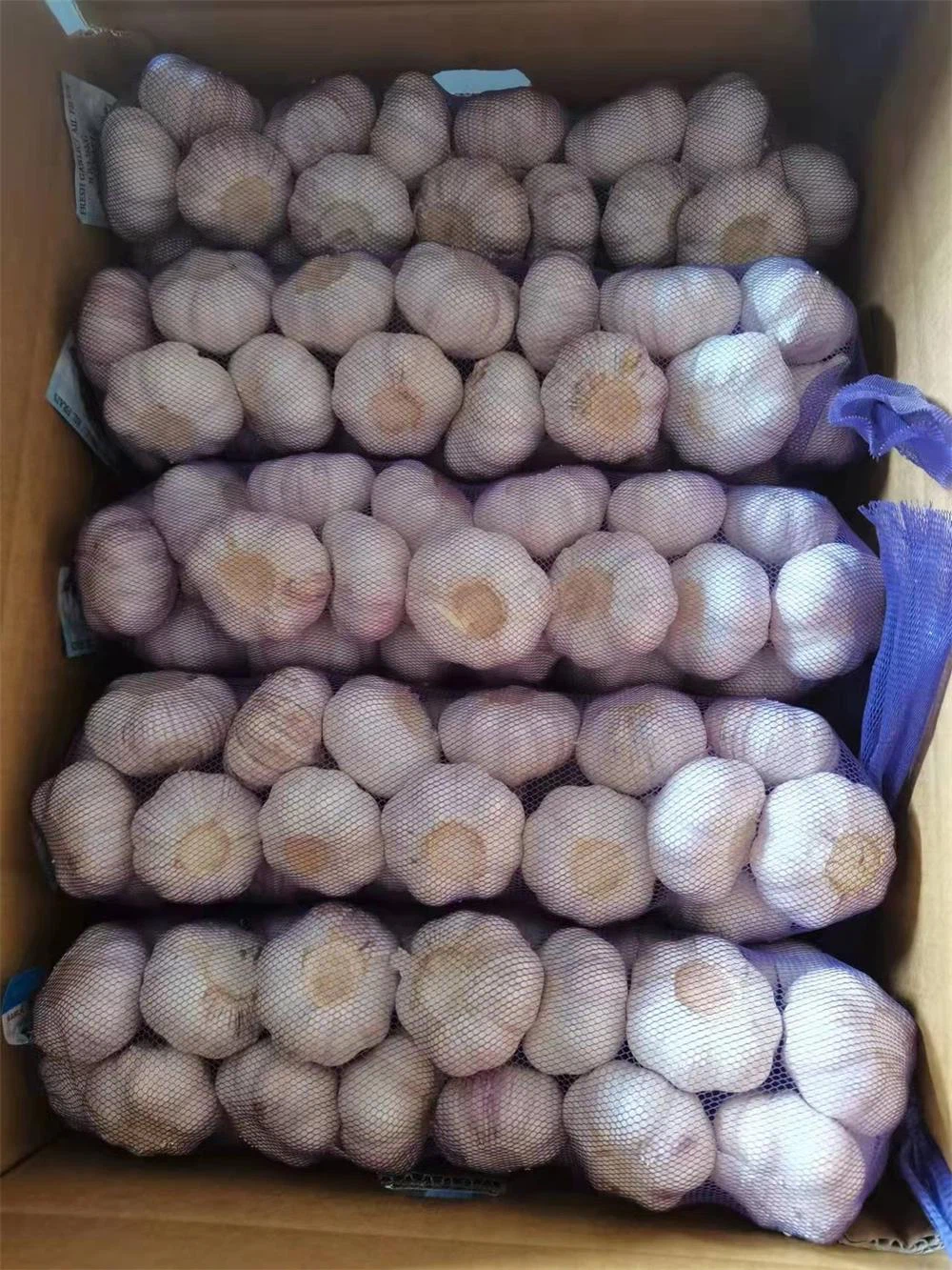 Purple-skinned Garlic