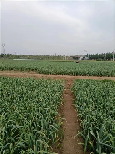 Gaelico dalle origini